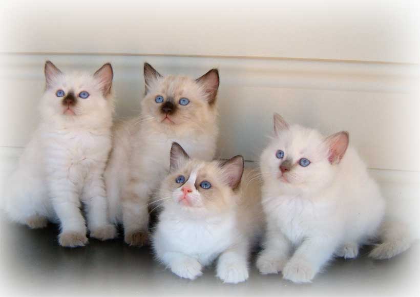 4 RAGGIES Ragdoll kittens