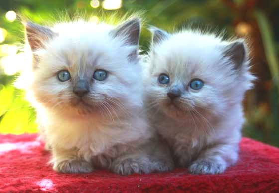 Raggies Ragdoll blue bi colour pair of kittens